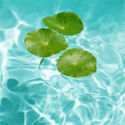 בחירת תמצית Centella Asiatica הנכונה עבור פורמולציות לטיפוח העור